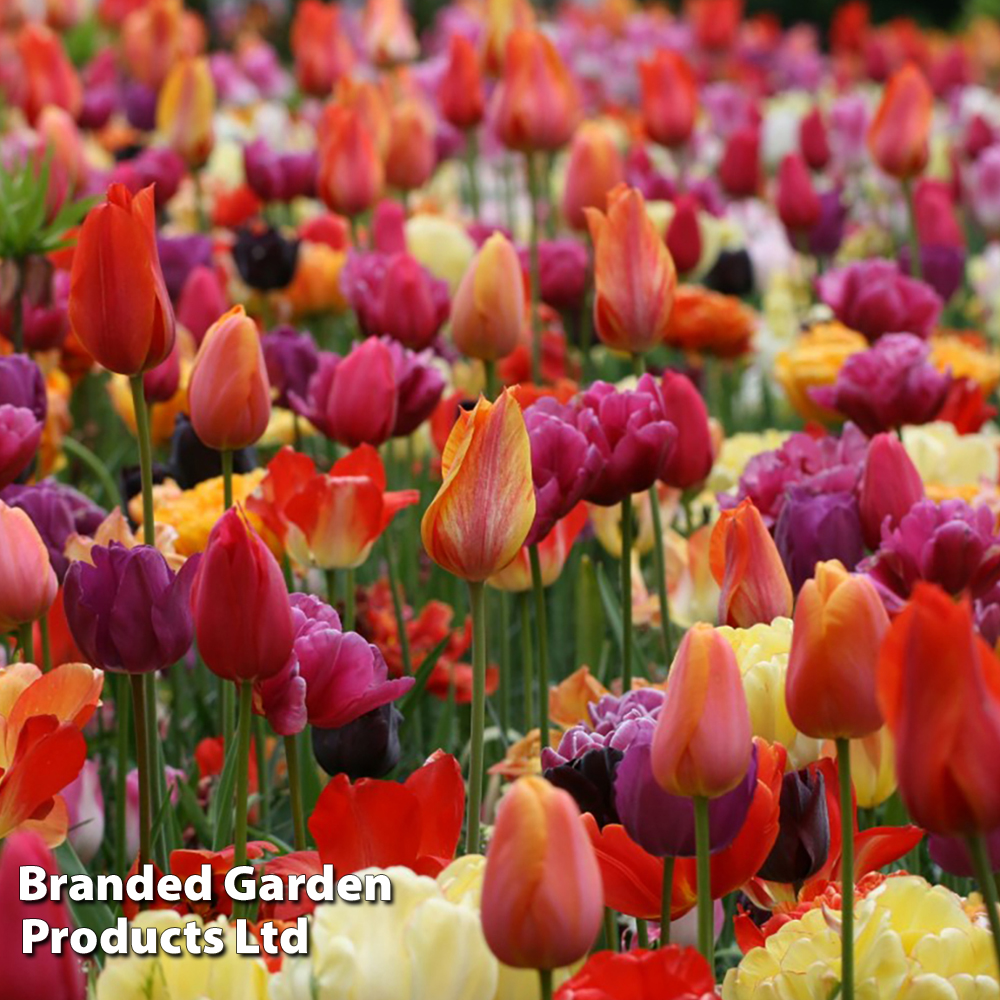 Tulip 'Spring Colours Mix' image