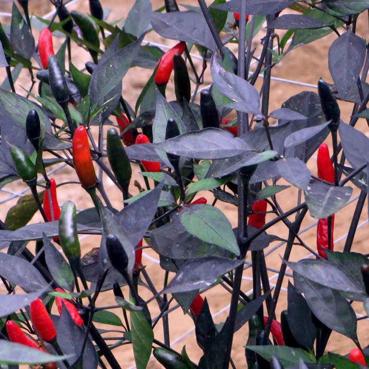 Pepper Chilli 'Zimbabwe Black' - Seeds image