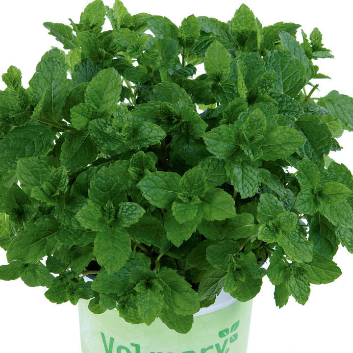 Mint 'Marokko' (Botanical Infusions Plants) | Dobies