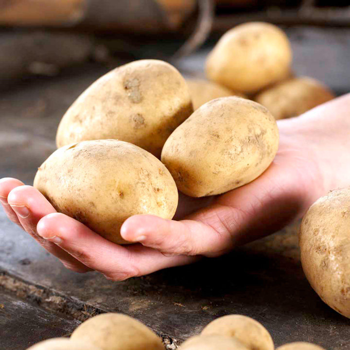 Seed Potatoes Second Cropping Maris Peer 1kg Dobies