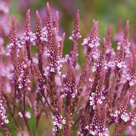 Verbena hastata f. rosea 'Pink Spires' image