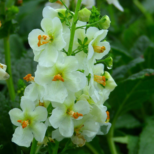 Verbascum phoeniceum Flush of White image