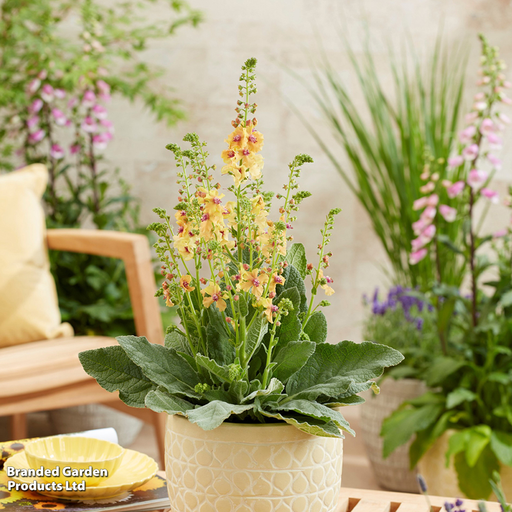 Verbascum 'Peach Champagne' image