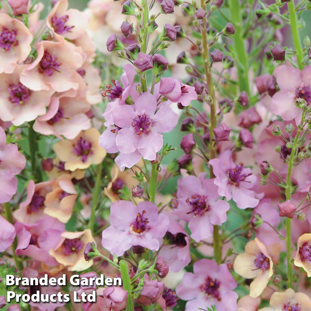 Verbascum x hybrida 'Southern Charm' image