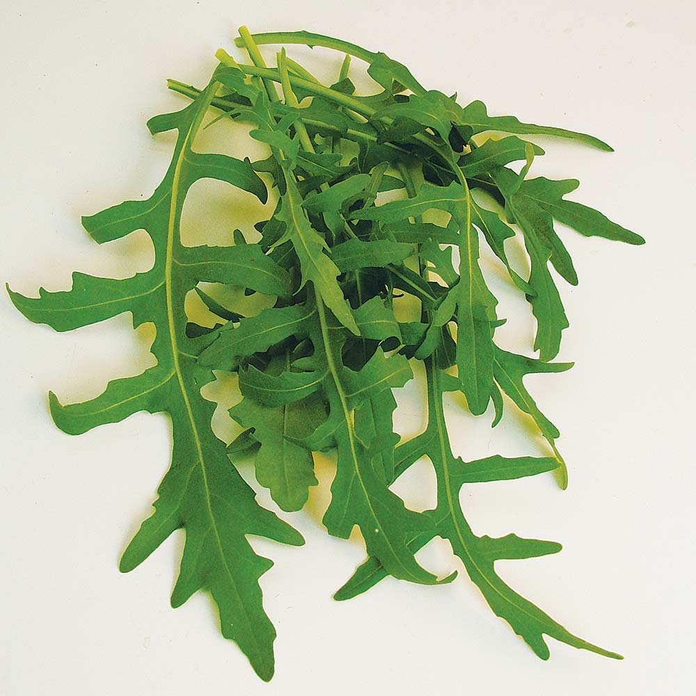 Wild Rocket - Seeds image