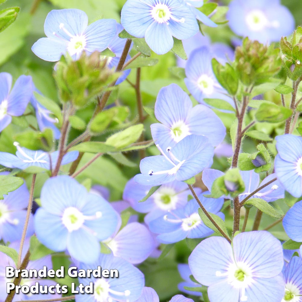 Veronica Umbrosa Georgia Blue image