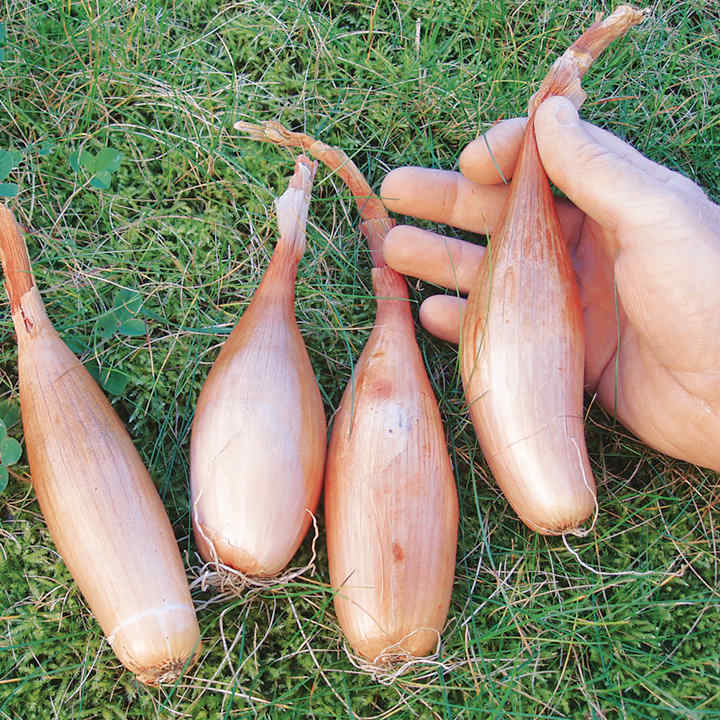 Onion 'Zebrune' - Seeds image