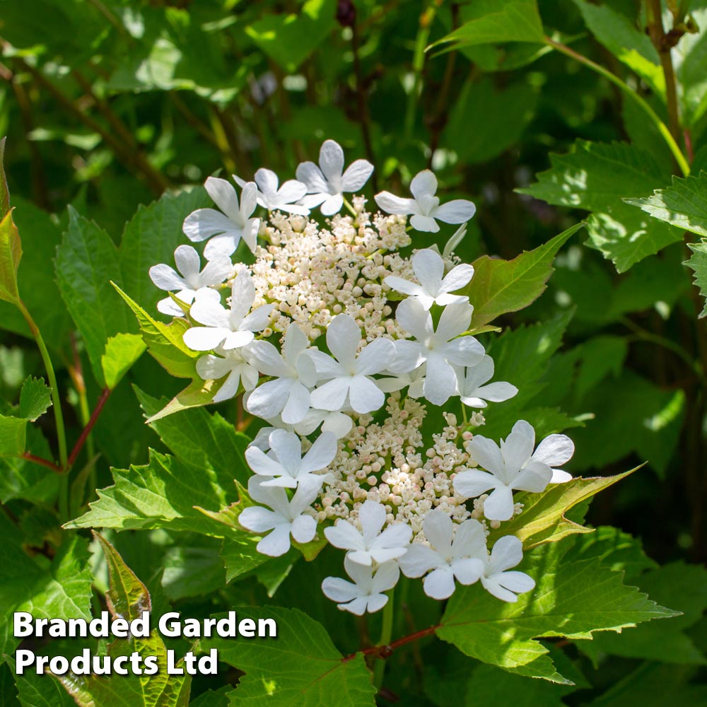 Viburnum trilobum 'Bailey Compact' image