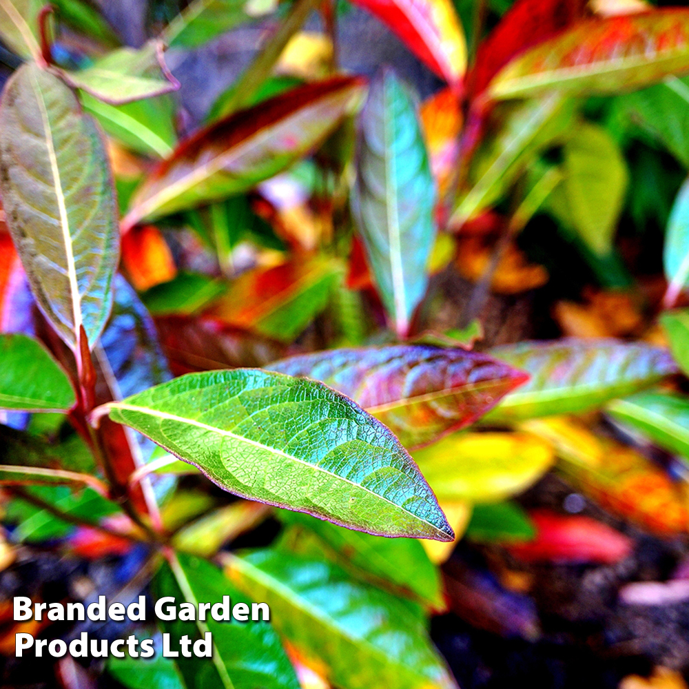 Viburnum nudum 'Brandywine' image