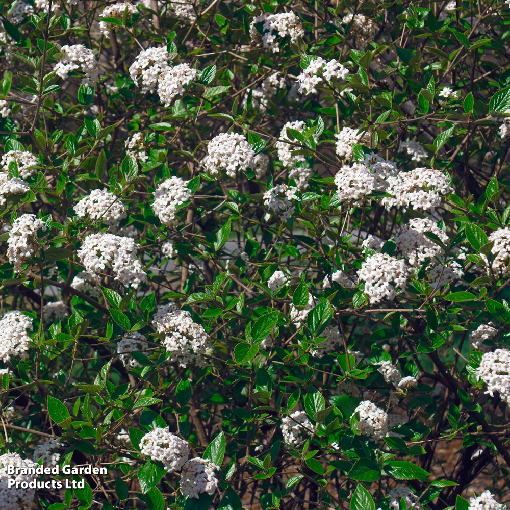 Viburnum Burkwoodii image