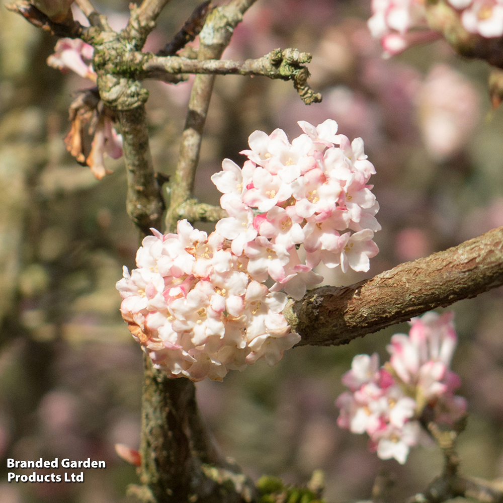 Viburnum x bodnantense 'Charles Lamont' image