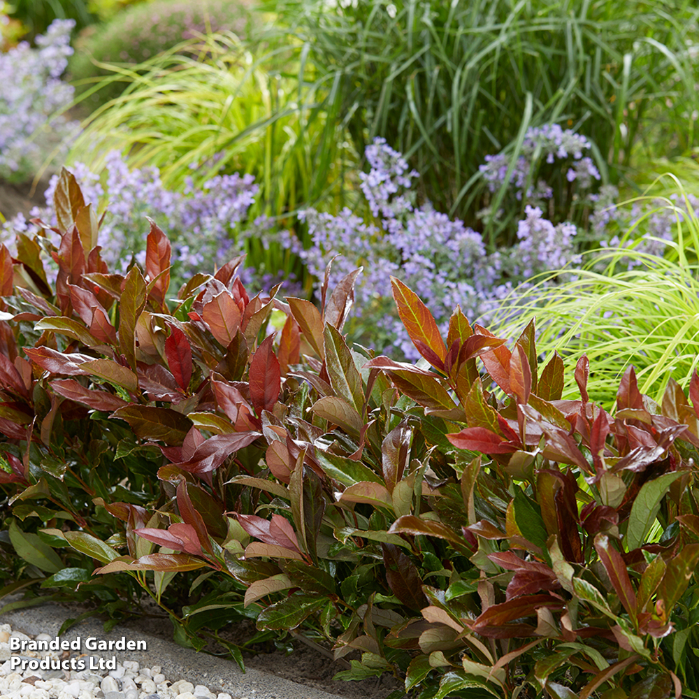 Viburnum odoratissimum 'Coppertop' image