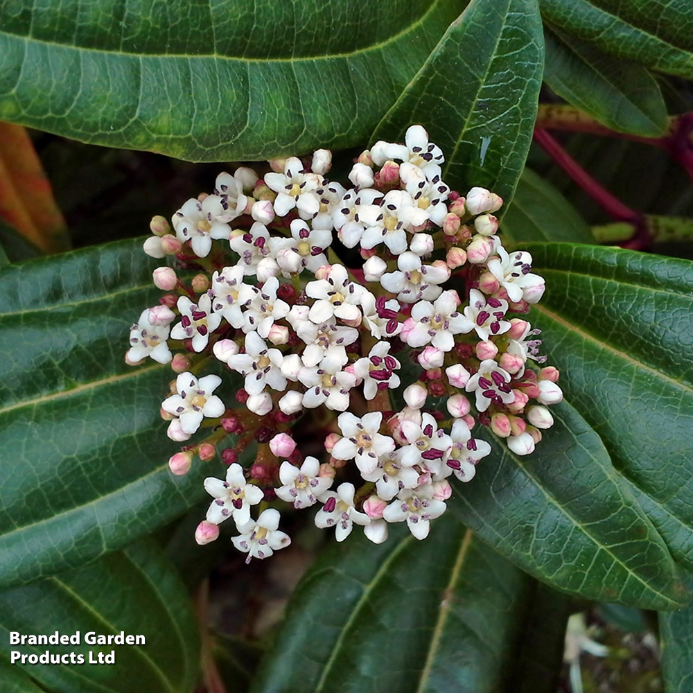 Viburnum davidii image