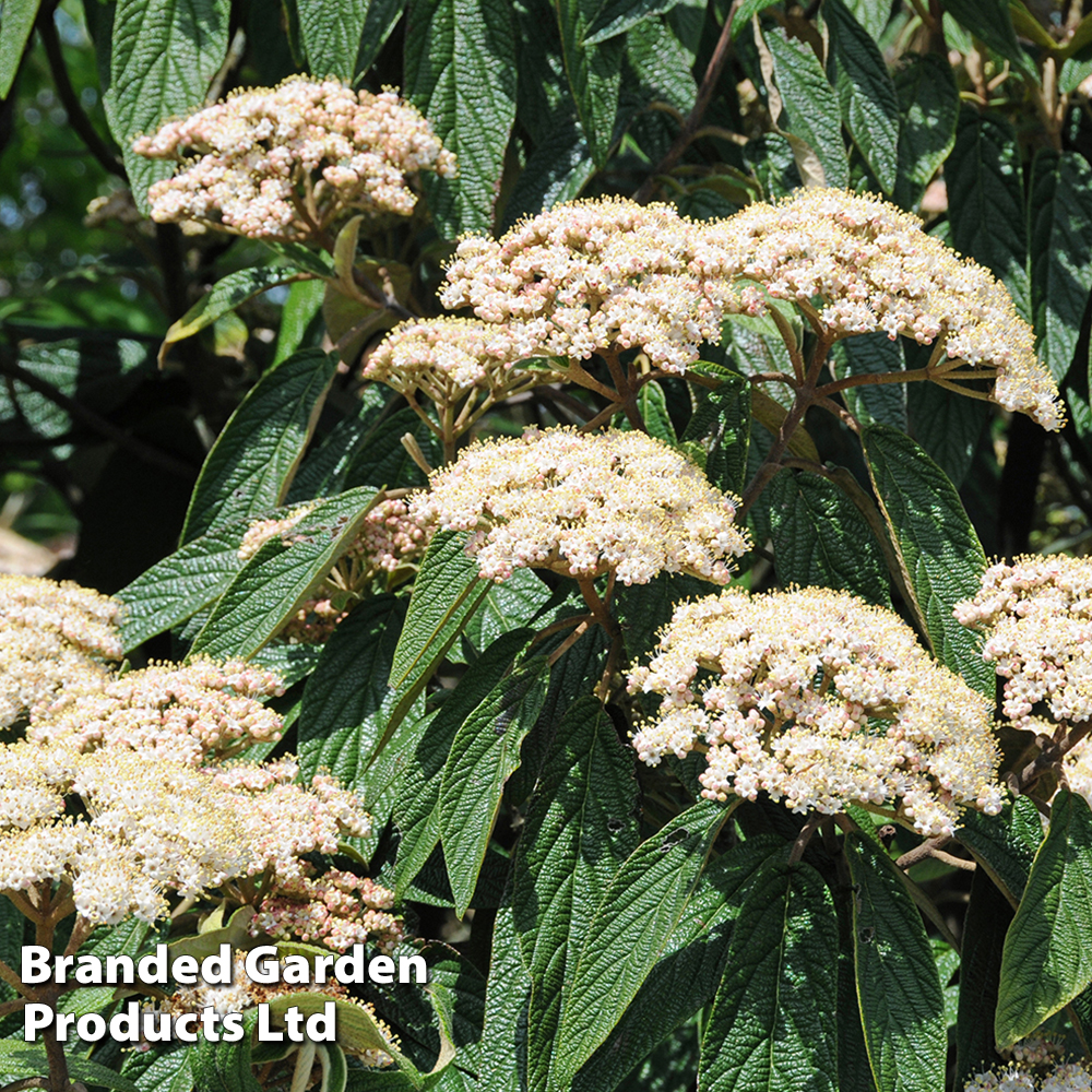 Viburnum rhytidophyllum 'Holland' image