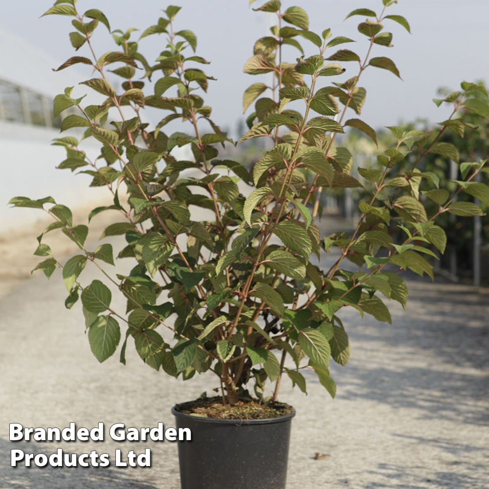 Viburnum plicatum 'Opening Day' image