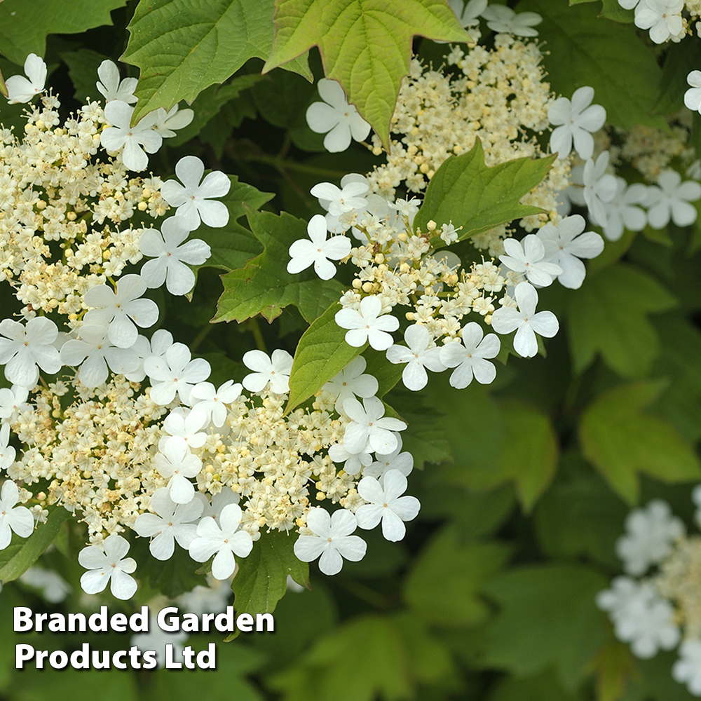 Viburnum opulus 'Nanum' image