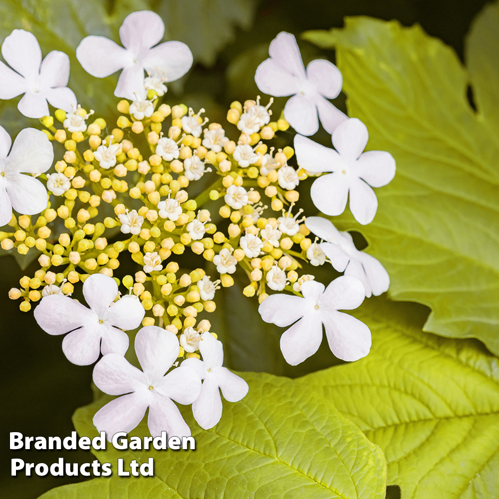 Viburnum opulus 'Park Harvest' image