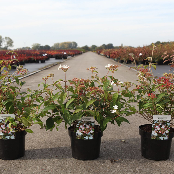 Viburnum plicatum 'Pinkawai' image