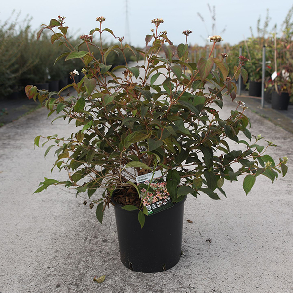 Viburnum plicatum 'Pinkimono' image