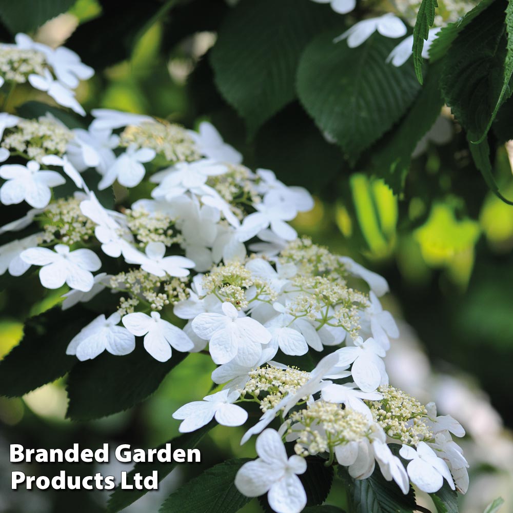 Viburnum plicatum 'Watanabe' image