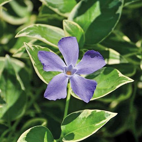 Vinca minor 'Ralph Shugert' image