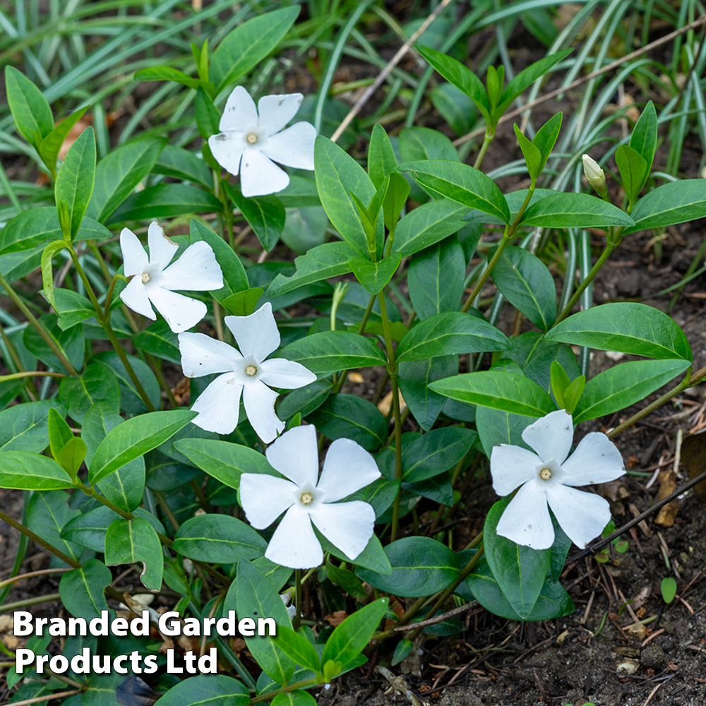 Vinca minor f. alba image