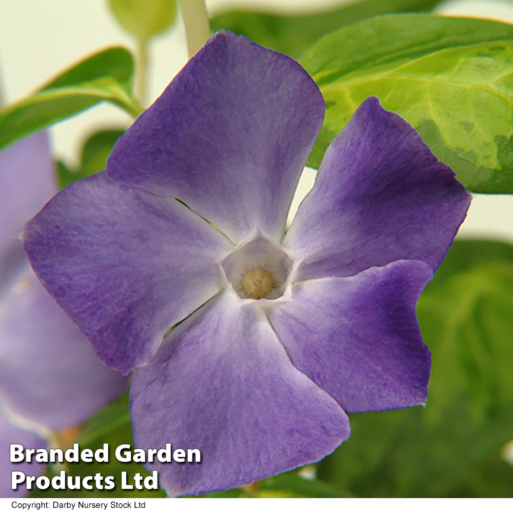 Vinca major 'Maculata' image