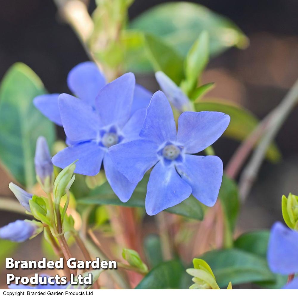 Vinca minor 'Bowles's Variety' image