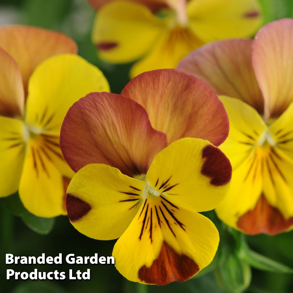 Viola 'Sorbet Peach Melba' image