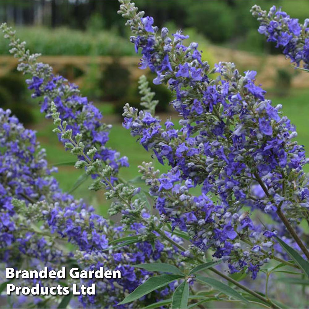 Vitex agnus-castus 'Delta Blues' image