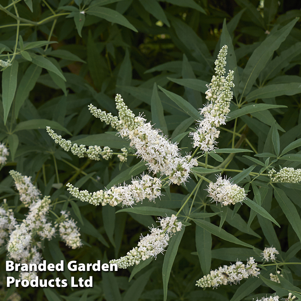 Vitex agnus-castus 'Albus' image