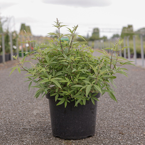 Vitex agnus-castus 'Galactic Pink' image