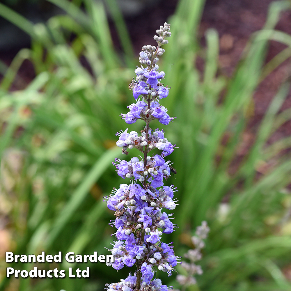 Vitex agnus-castus f. latifolia image