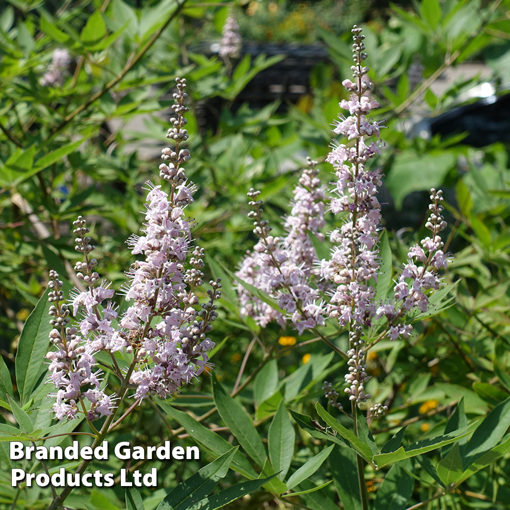 Vitex agnus-castus 'Pink Pinnacle' image