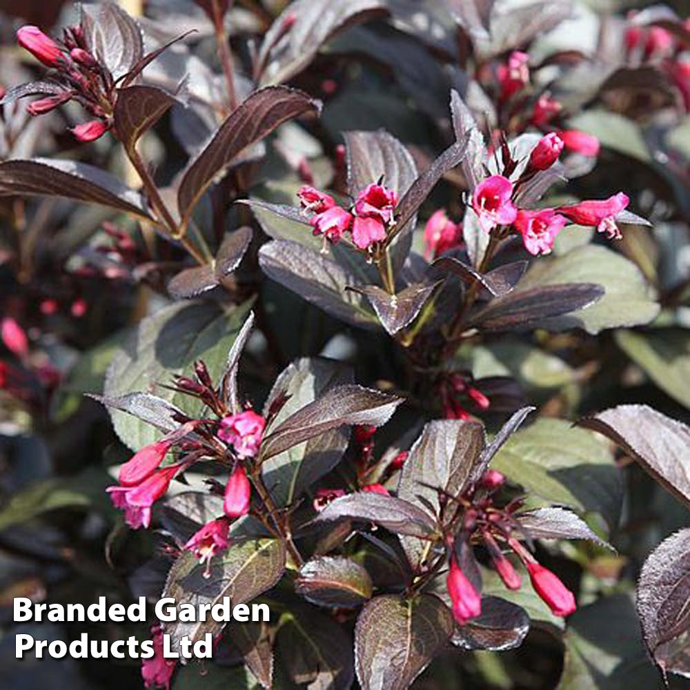 Weigela 'Victoria' image