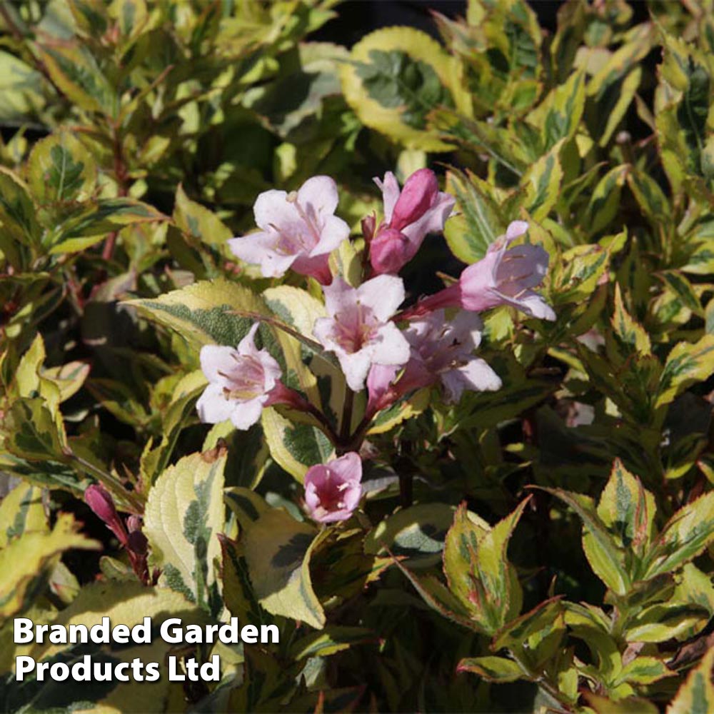 Weigela florida 'Magical Rainbow' image