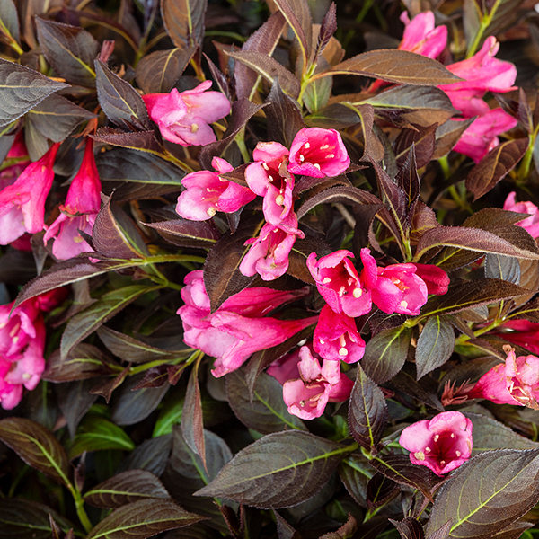 Weigela 'Arabian Nights' image