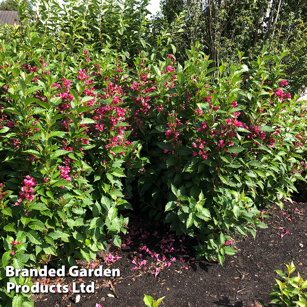 Weigela 'Big Love' image