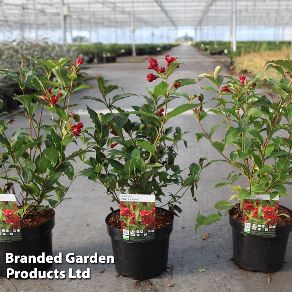 Weigela 'Cherry Love' image