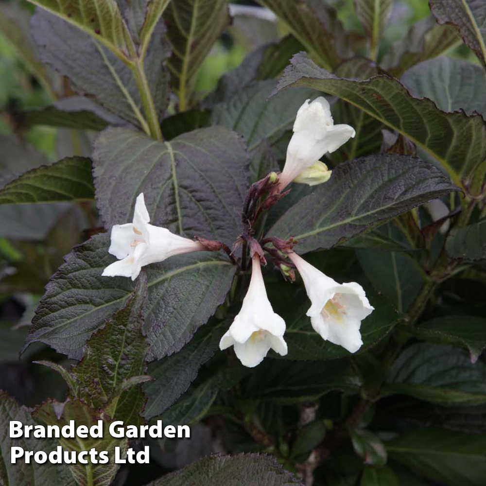 Weigela 'Ebony and Ivory' image