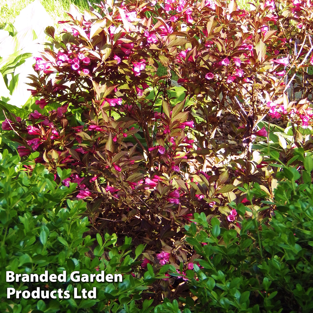 Weigela florida 'Minor Black' image