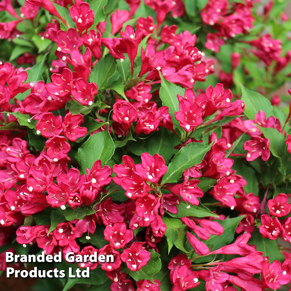 Weigela 'Picobella Rosso' image