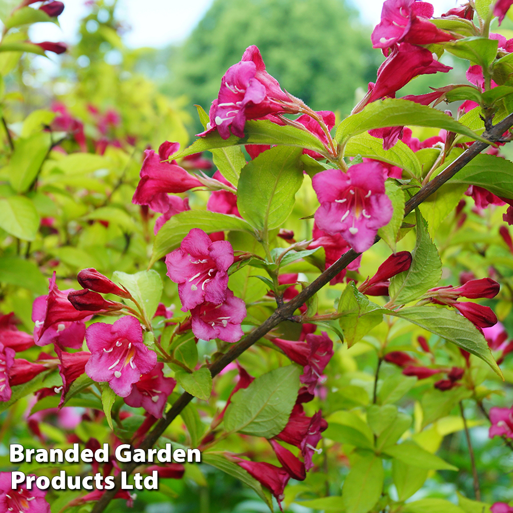 Weigela 'Princess Ayla' image