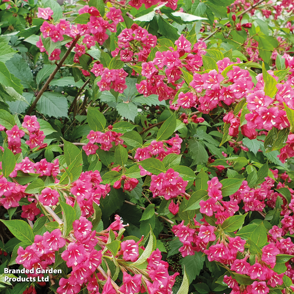 Weigela 'Red Prince' image