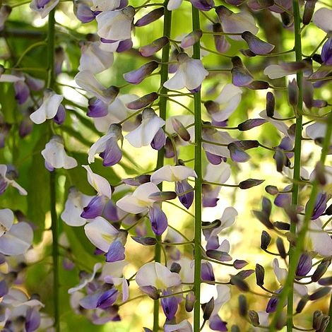 Wisteria 'Tiverton' image