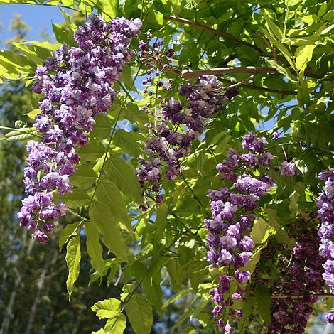 Wisteria floribunda 'Black Dragon' image