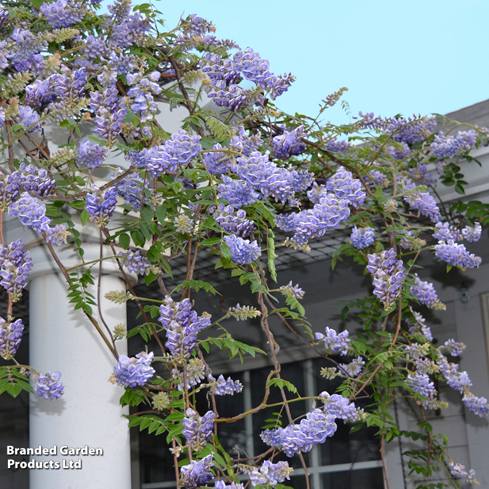 Wisteria frutescens 'Amethyst Falls' image