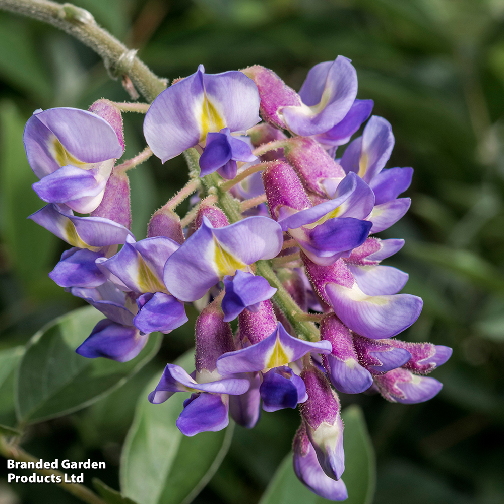 Wisteria macrostachya 'Blue Moon' image