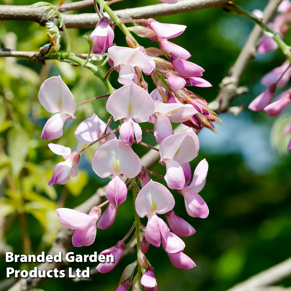 Wisteria brachybotrys 'Showa-beni' image