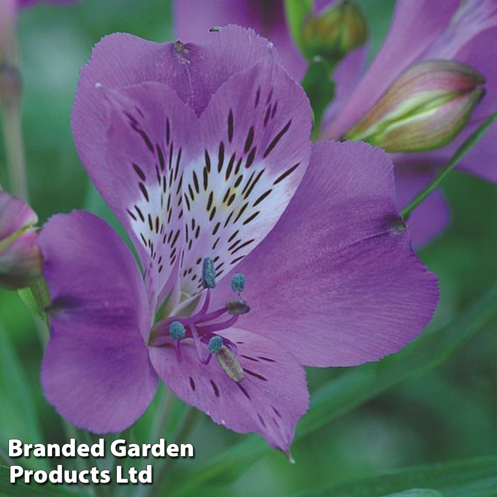 Alstroemeria 'Allure' image